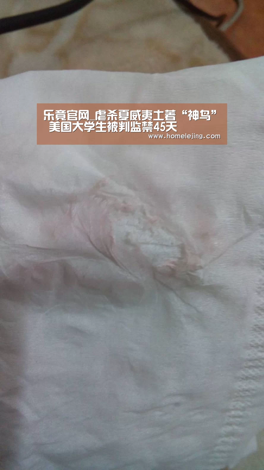 乐竟app